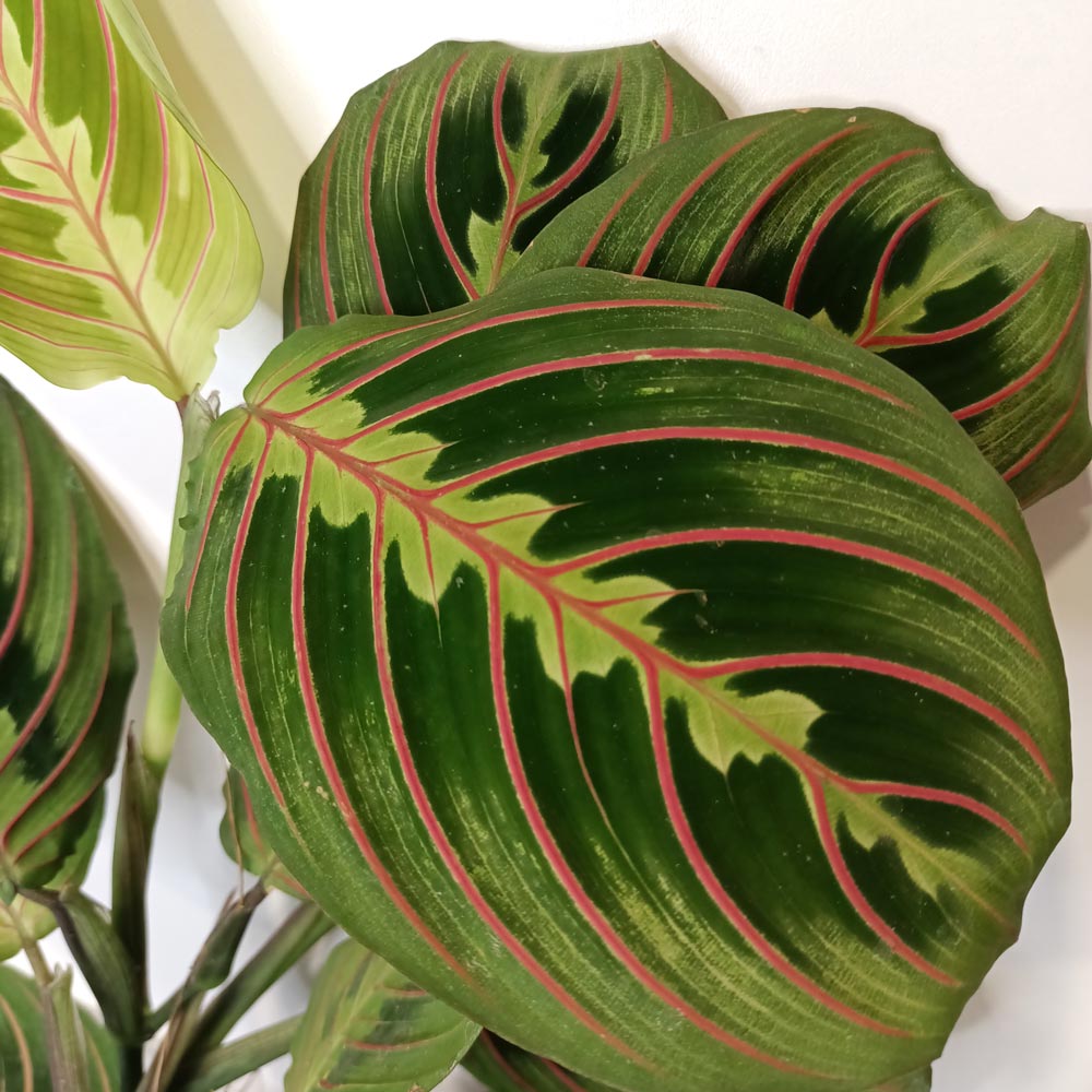 Maranta Fascinator Tricolor