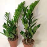 Zamioculcas Zamiifolia