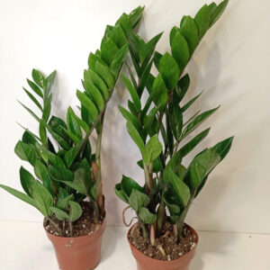 Zamioculcas Zamiifolia