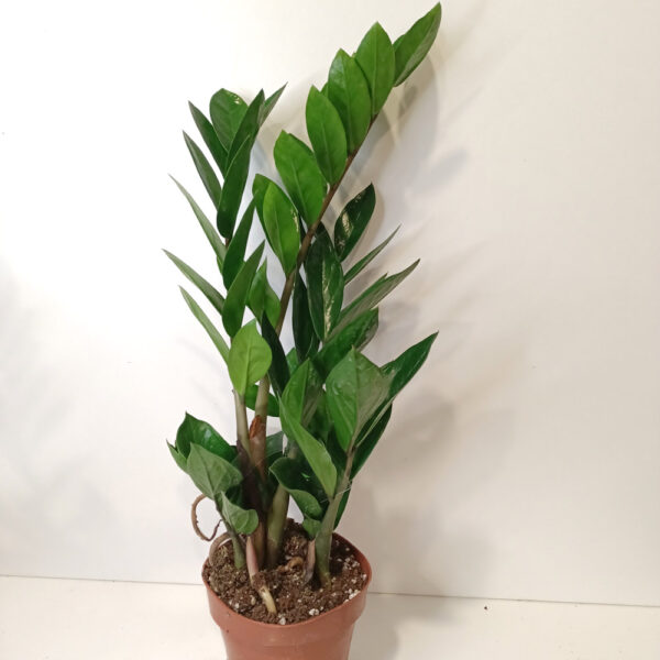 Zamioculcas Zamiifolia