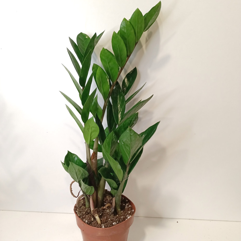 Zamioculcas Zamiifolia