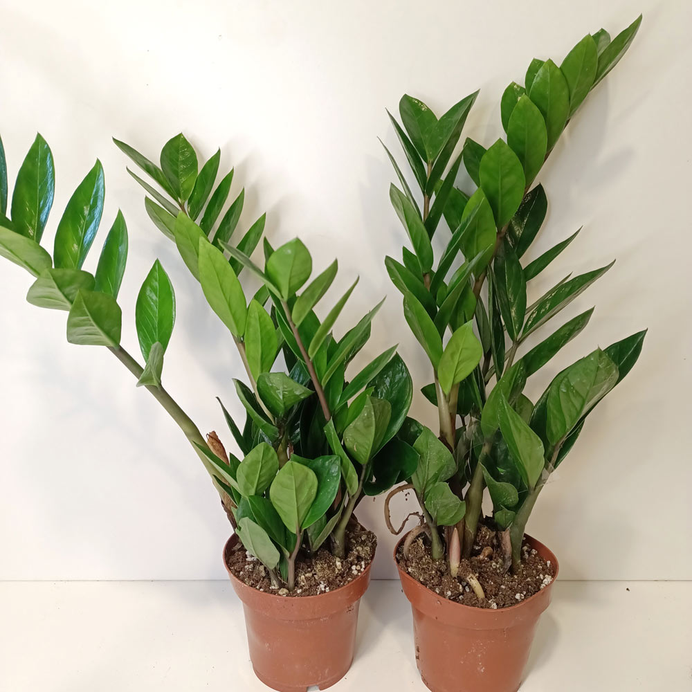 Zamioculcas Zamiifolia