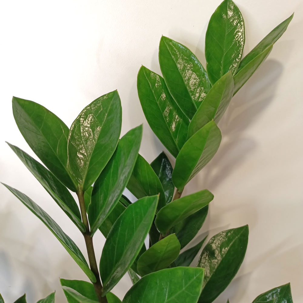 Zamioculcas Zamiifolia