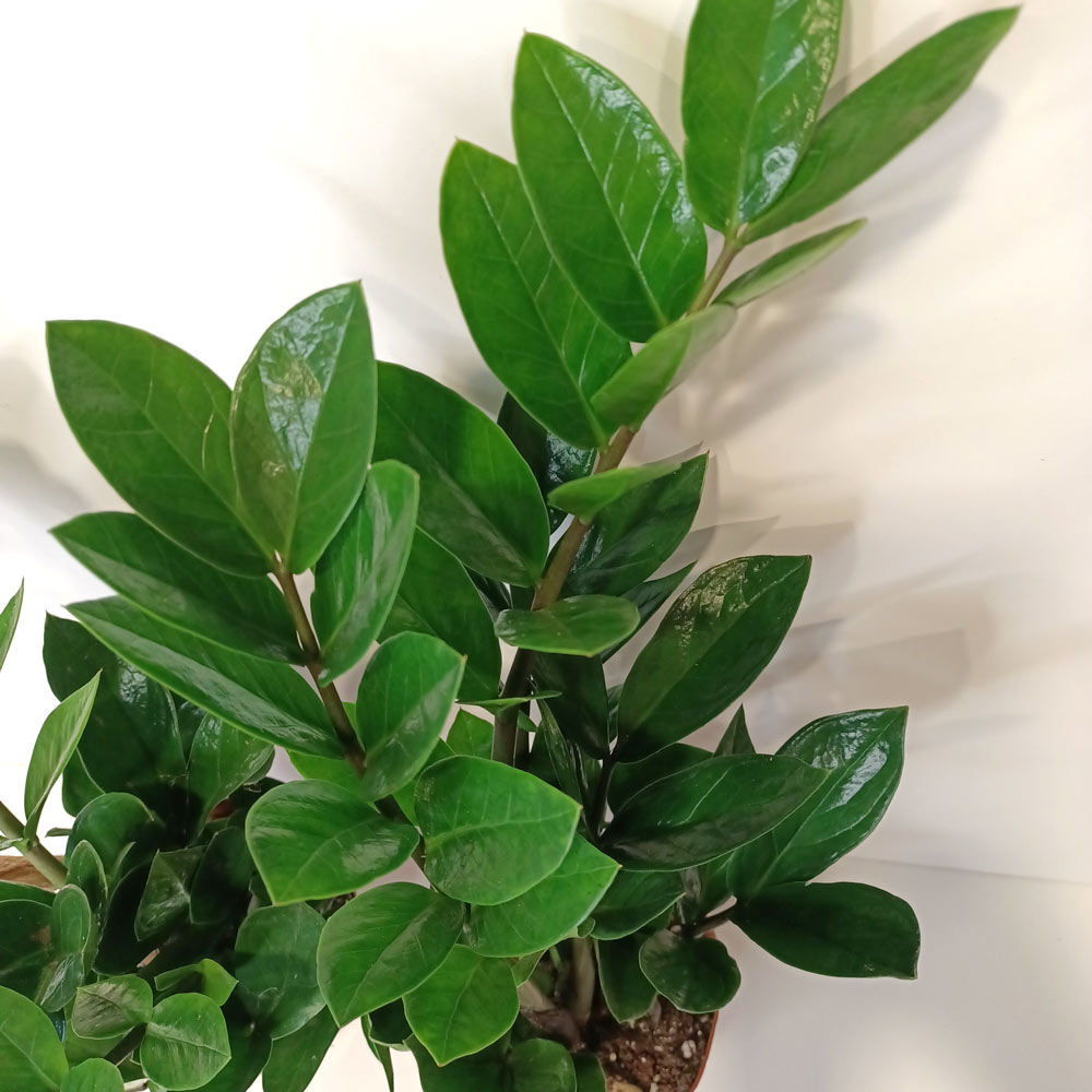 Zamioculcas Zamiifolia