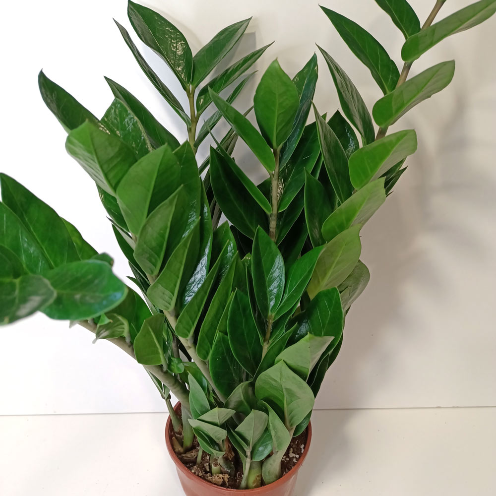 Zamioculcas Zamiifolia