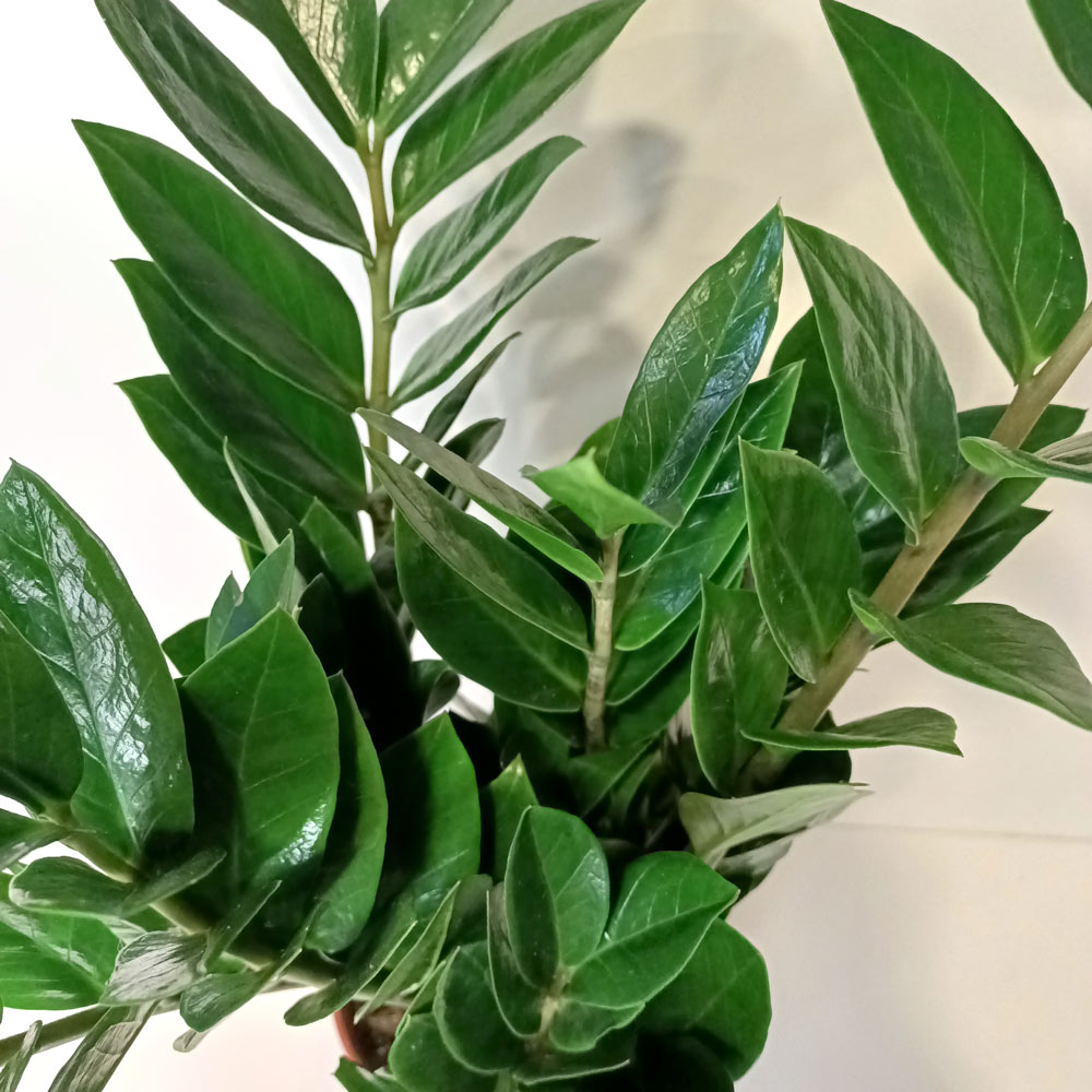 Zamioculcas Zamiifolia