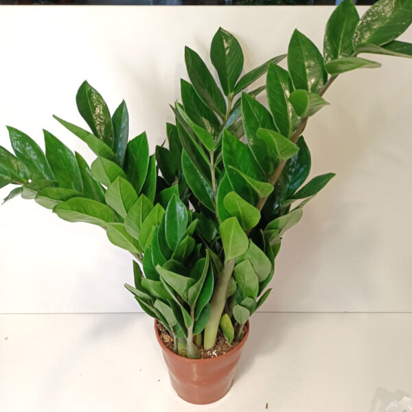 Zamioculcas Zamiifolia