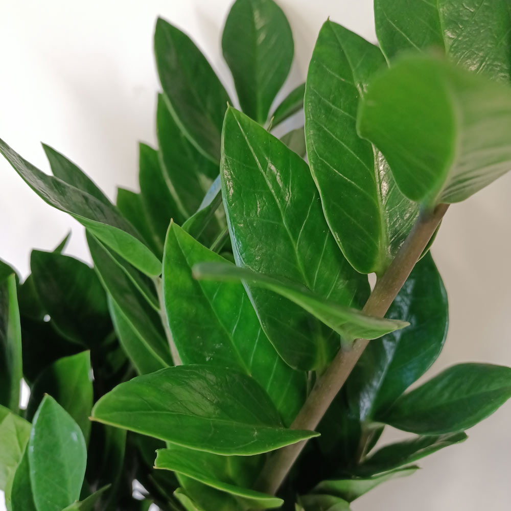 Zamioculcas Zamiifolia