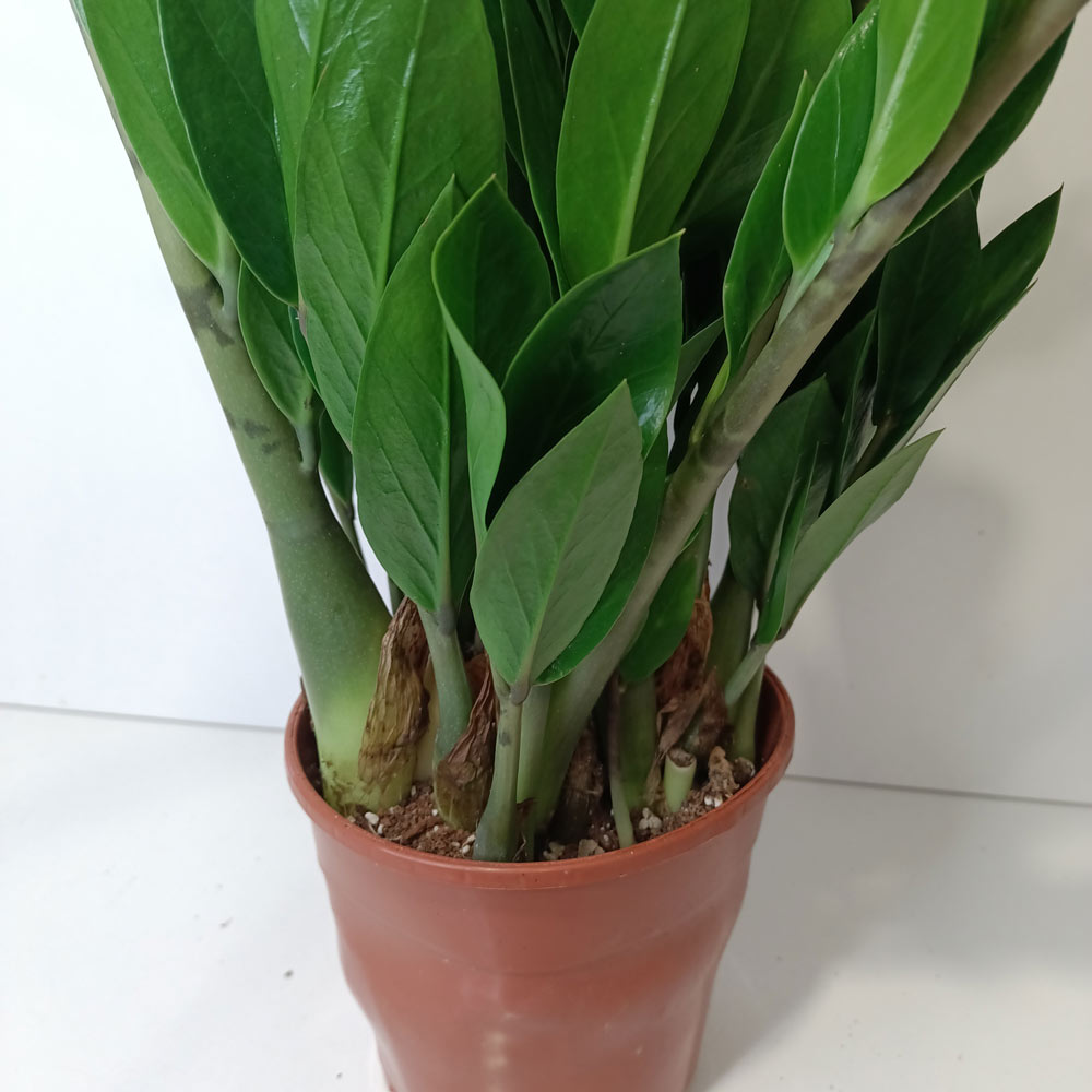 Zamioculcas Zamiifolia