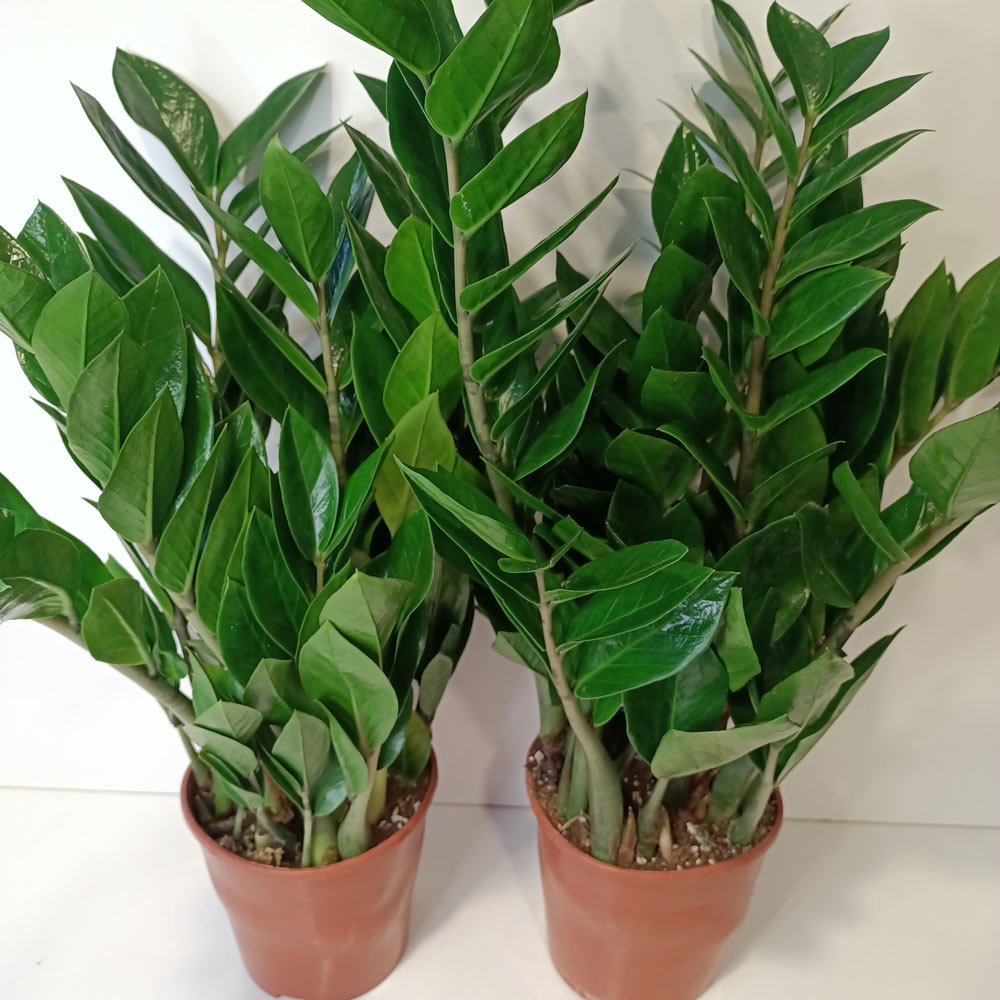 Zamioculcas Zamiifolia