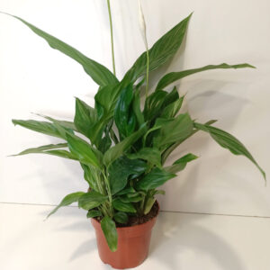 Skrzydłokwiat Spathiphyllum Sweet Chico