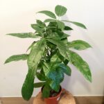 Pachira aquatica (pachira wodna)