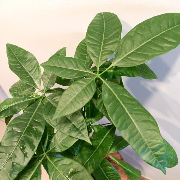Pachira aquatica (pachira wodna)