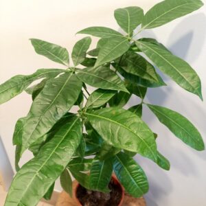 Pachira aquatica (pachira wodna)