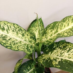 Dieffenbachia Mars