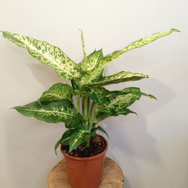 Dieffenbachia Mars