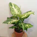 Dieffenbachia Mars