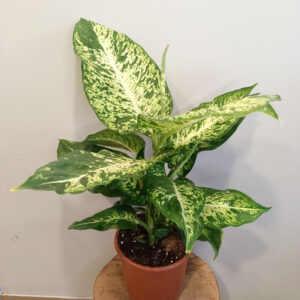Dieffenbachia Mars