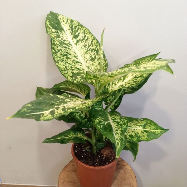 Dieffenbachia Mars Dieffenbachia Mars