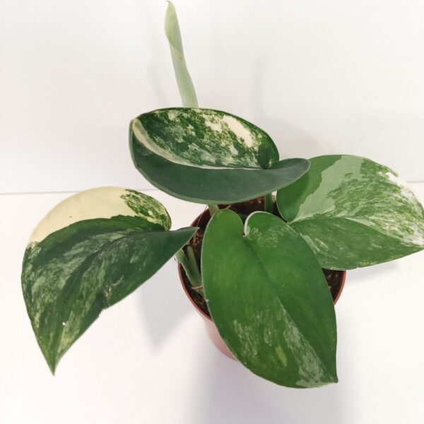 Scindapsus Jade Satin Aurea Variegata