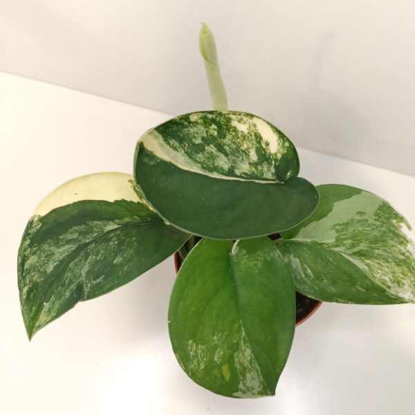 Scindapsus Jade Satin Aurea Variegata