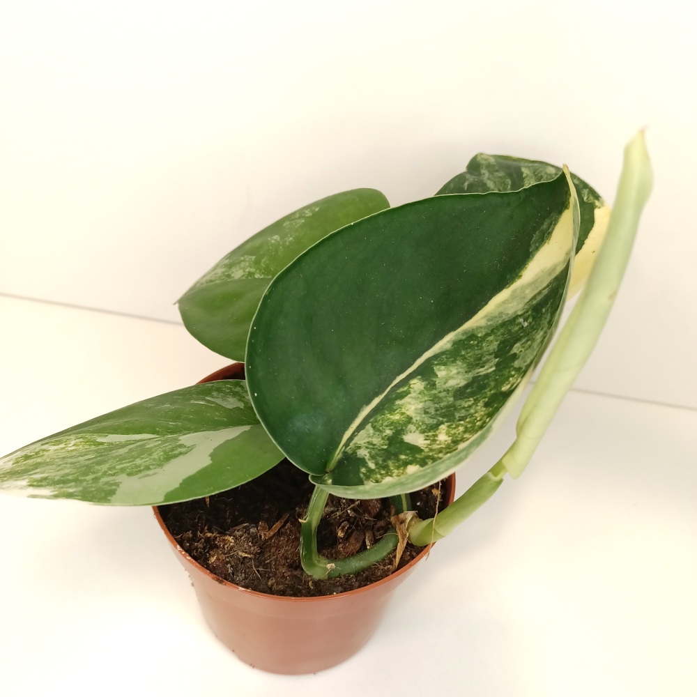 Scindapsus Jade Satin Aurea Variegata