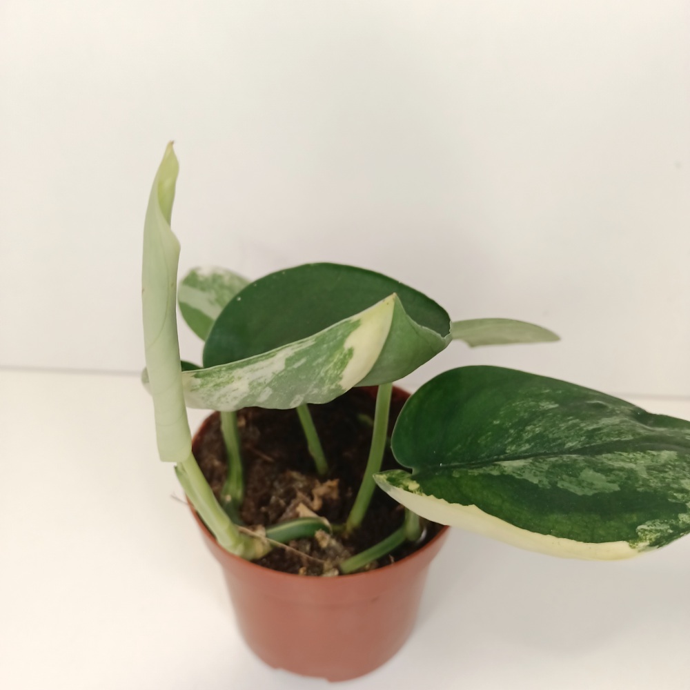 Scindapsus Jade Satin Aurea Variegata