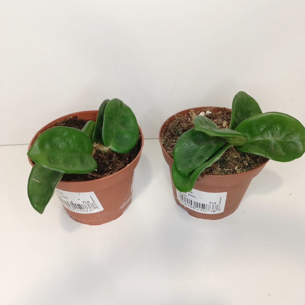 Hoya carnosa Krinkle 8 IIgat