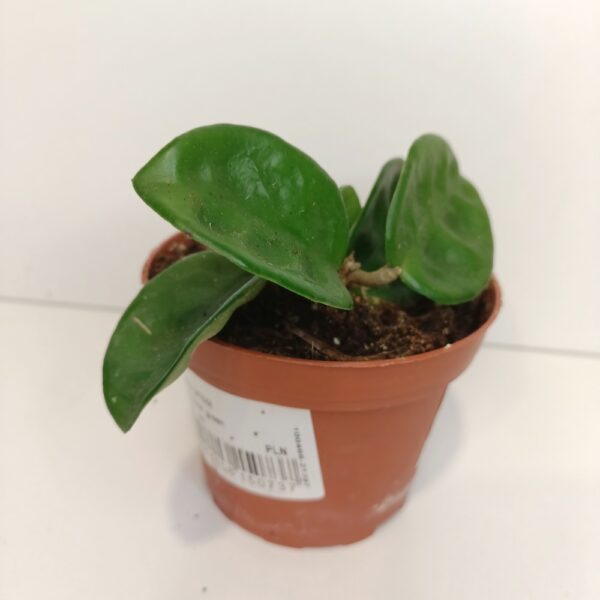 Hoya carnosa Krinkle 8 IIgat