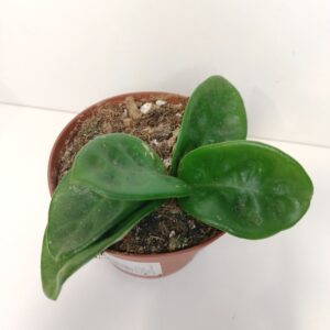 Hoya carnosa Krinkle 8 IIgat