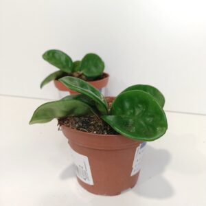 Hoya carnosa Krinkle 8 IIgat