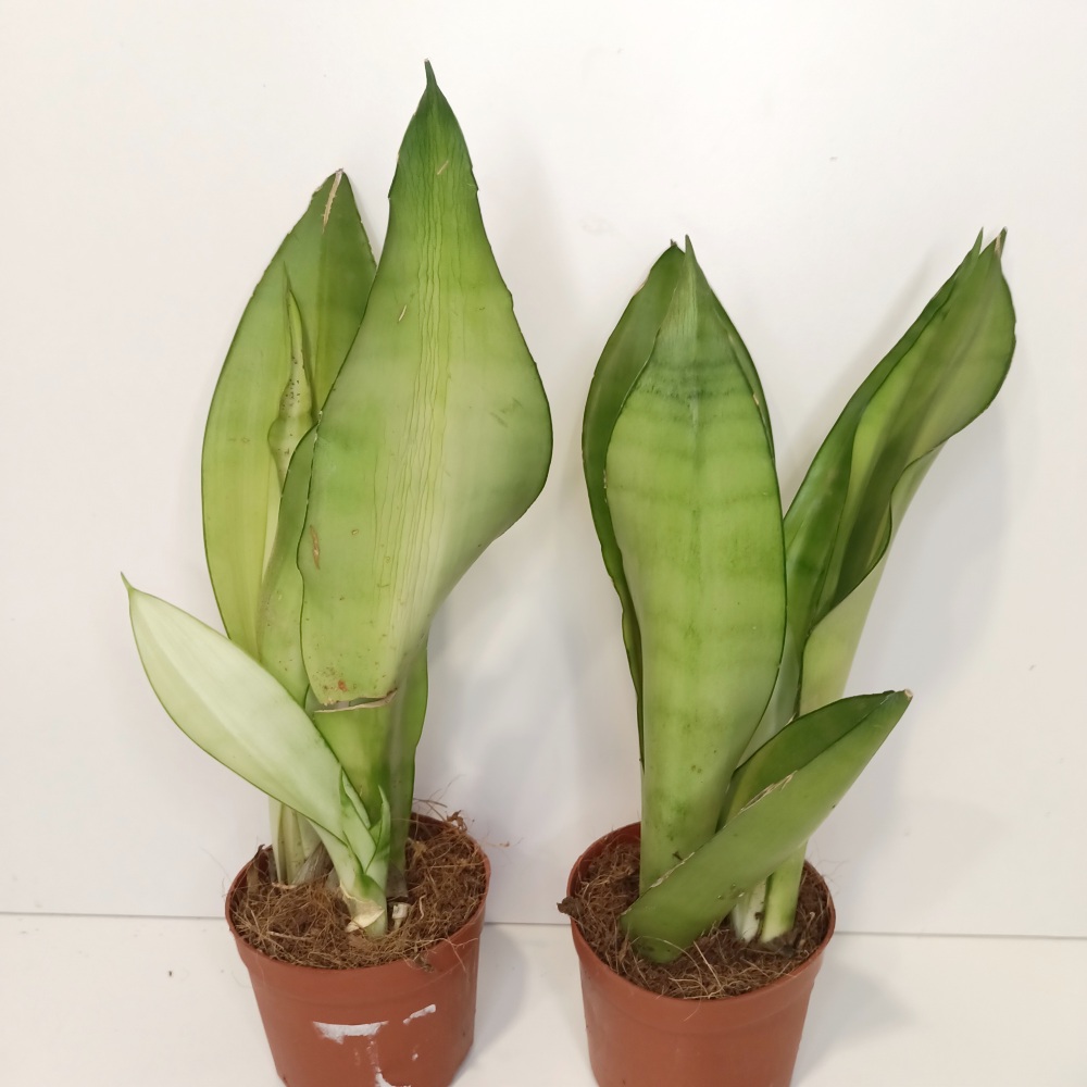 Sansevieria gwinejska Moonshine IIgat