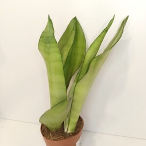 Sansevieria gwinejska Moonshine IIgat