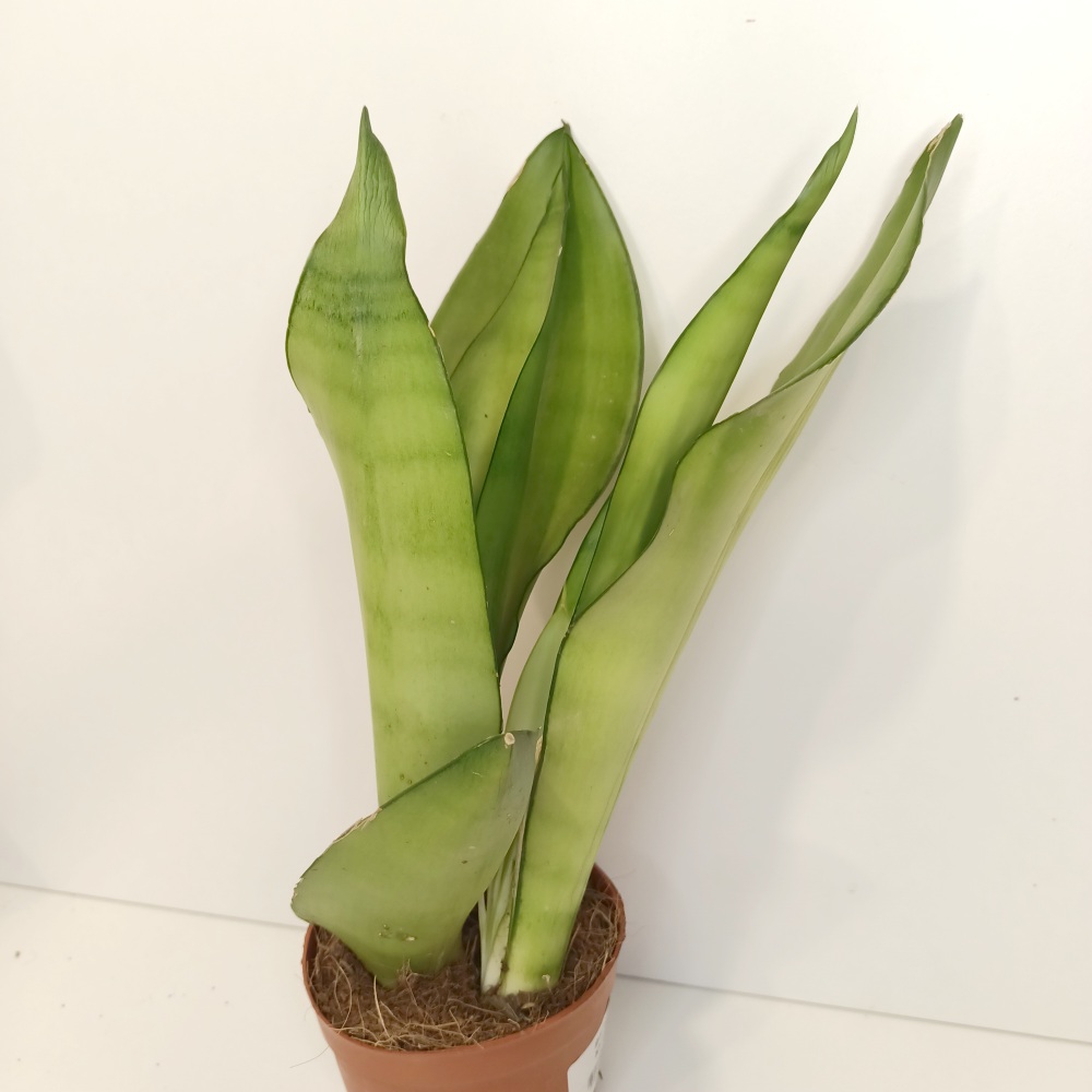 Sansevieria gwinejska Moonshine IIgat