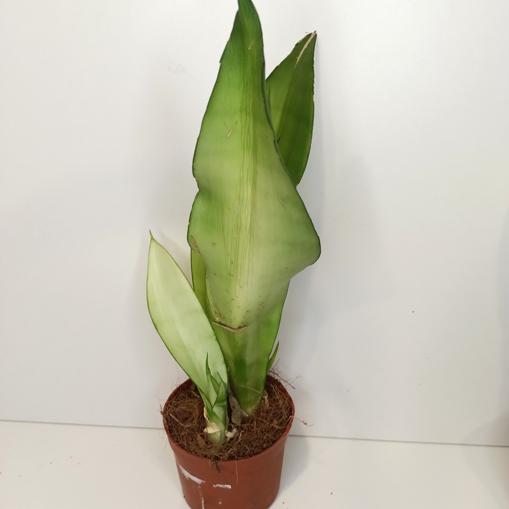 Sansevieria gwinejska Moonshine IIgat