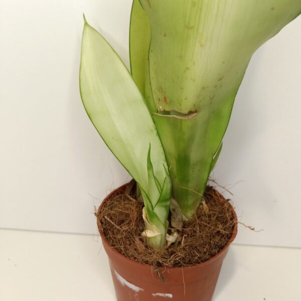 Sansevieria gwinejska Moonshine IIgat