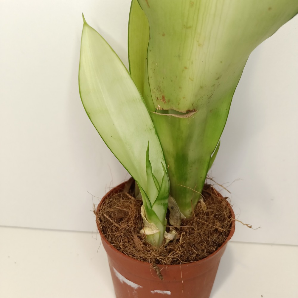 Sansevieria gwinejska Moonshine IIgat