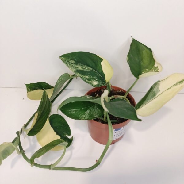 Scindapsus Jade Satin Aurea Variegata