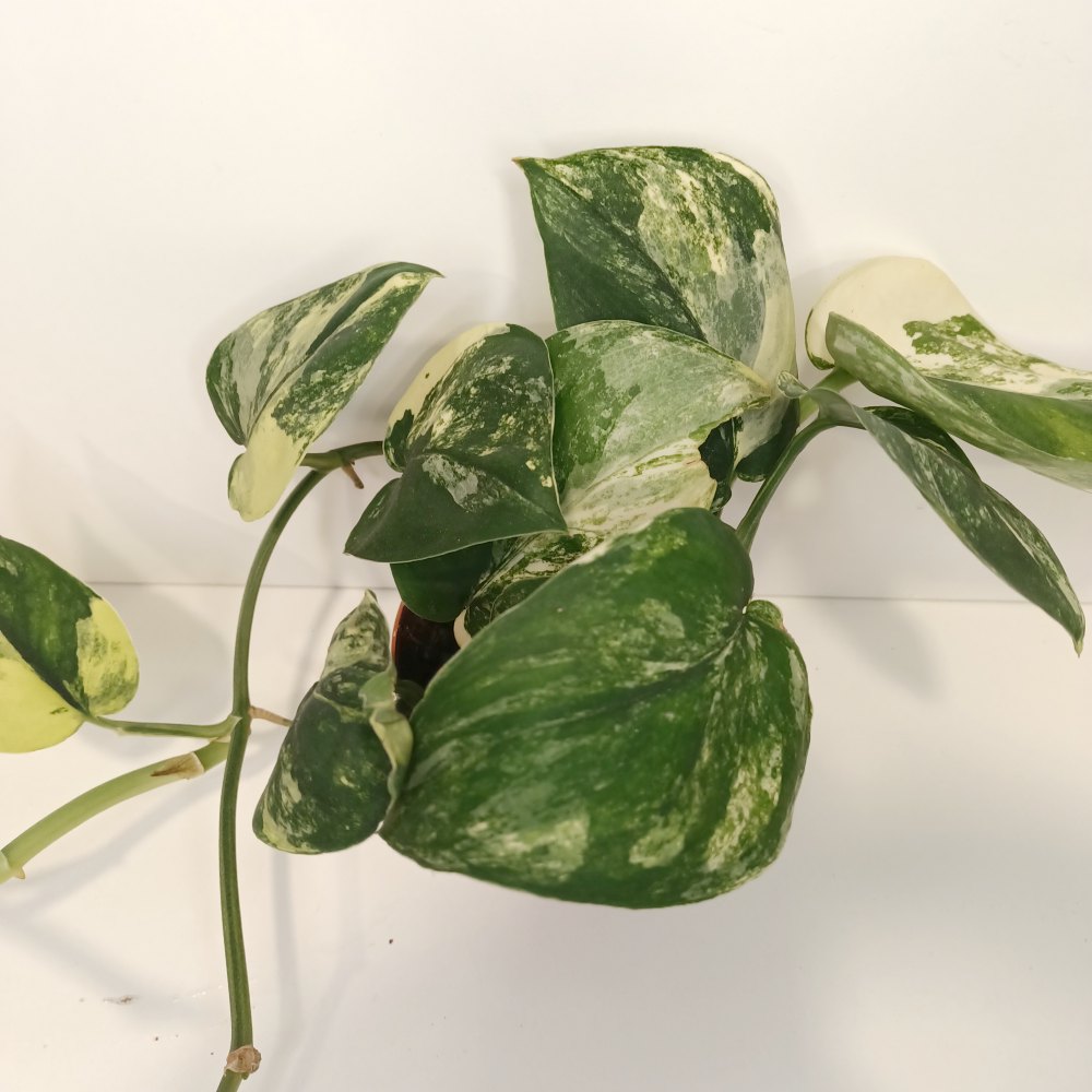 Scindapsus Jade Satin Aurea Variegata