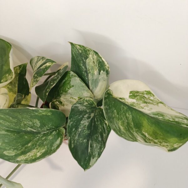 Scindapsus Jade Satin Aurea Variegata