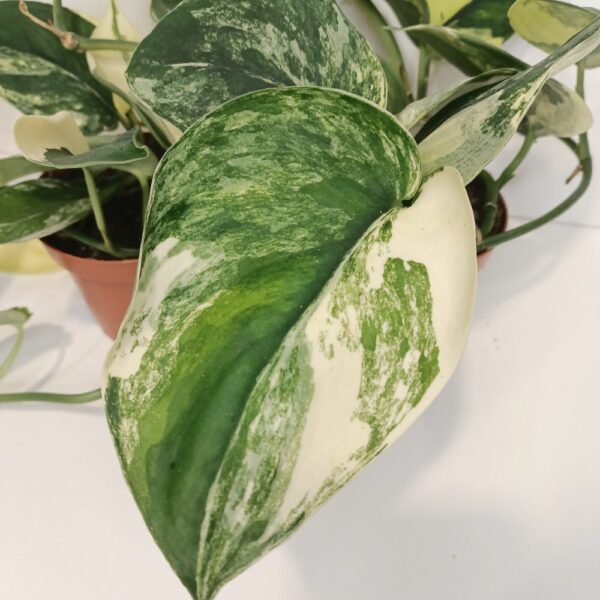 Scindapsus Jade Satin Aurea Variegata