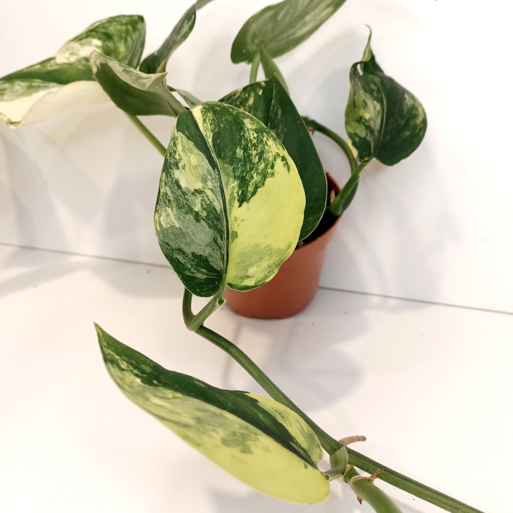 Scindapsus Jade Satin Aurea Variegata