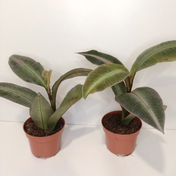 Labisia Pumila IIgat.