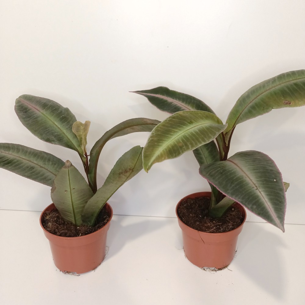 Labisia Pumila IIgat.