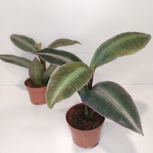 Labisia Pumila IIgat.