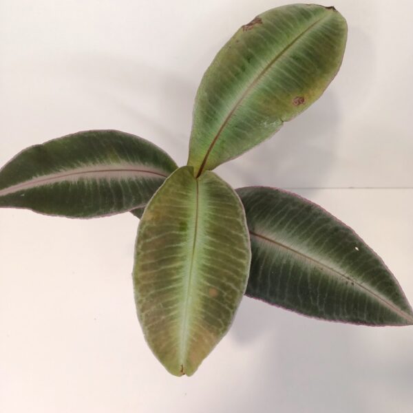 Labisia Pumila IIgat.