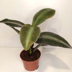 Labisia Pumila IIgat.