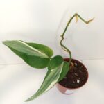 Filodendron scandens Rio IIgat