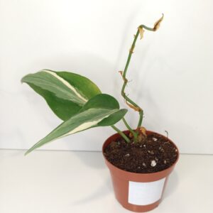Filodendron scandens Rio IIgat