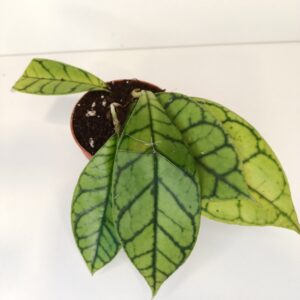 Hoya Callistophylla IIgat